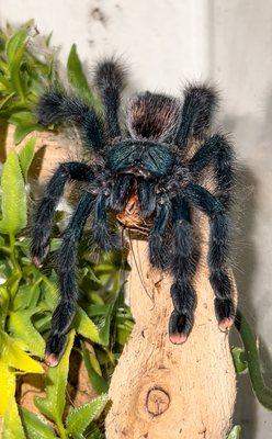 Pink Toe, female