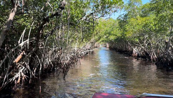 Mangrove natural tunnel.