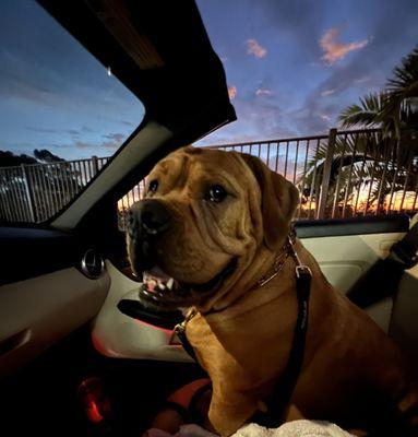 Drive thru dog friendly