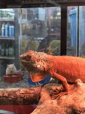 red iguana