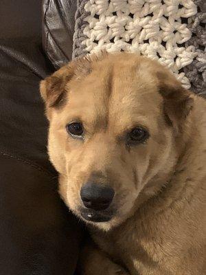 My sweet molly after her first spa day as a member of my family.