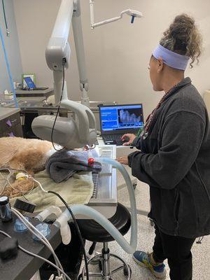 Animal Medical Center Plainfield dental suite in use