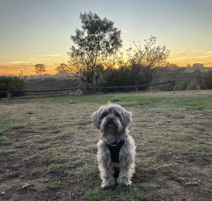 Grape Street Dog Park