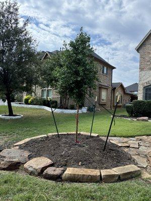 30 gallon eagleston holly tree