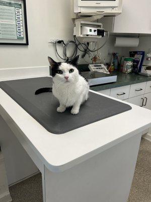 Cat Clinic of Louisville