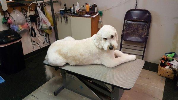 Stella is just chilling on the table, funny girl!