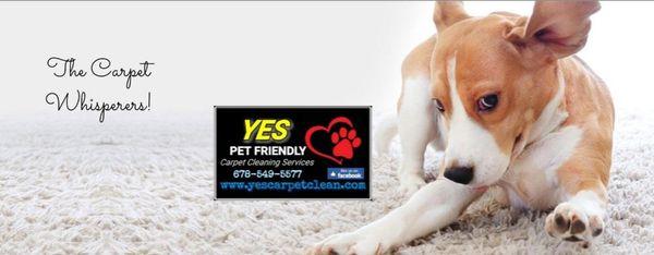 Yes Pet Friendlyndly Carpet Cleaning Services