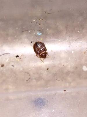 Bed bug kill with heat