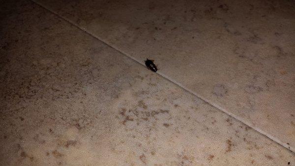 Some other bug. Usually don't see all this is Wisconsin weather. A new tenant brought them into the building. Allegedly.