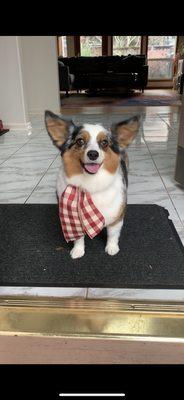 Perfectly groomed corgi x Australian Shepard wrapped up in a bow