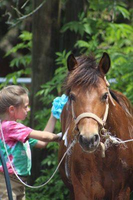 Learning proper care for the horse