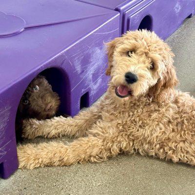 Our puppy playing at doggy daycare during her 4th day of boarding at Happy Pets Palace