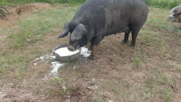 This real milk also feeds pork and poultry. As a suppliment to our fabulous clover enriched pastures.