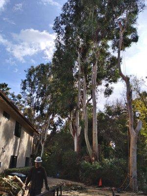 Eucalyptus tree removals