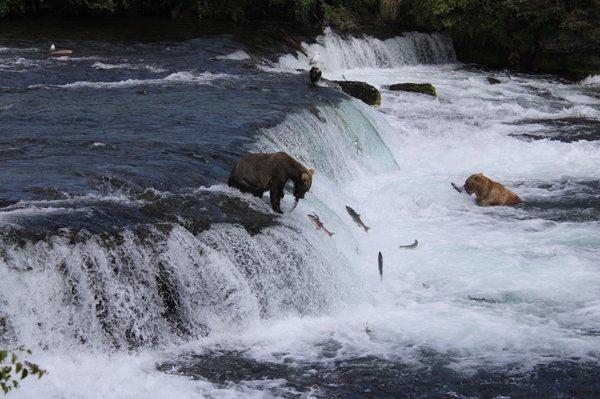 Brooks Falls bear watching