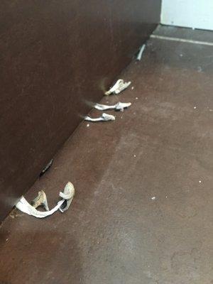 Mushrooms growing from under shower