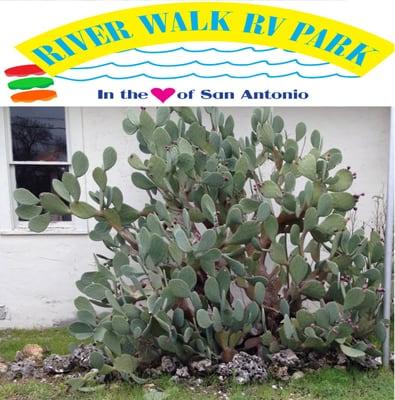 The biggest cactus I have ever seen.  At least 12' tall and 8' wide!  Great place to stay while visiting SA.  Close to everything!