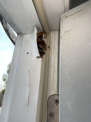 New door frame installed by Home Guard is growing mushrooms.