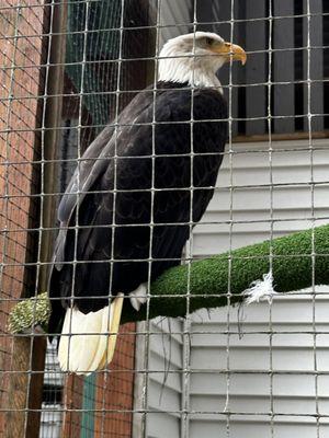 Eagle Raptor Center