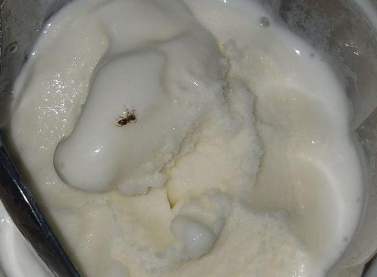 A bug FROZEN in my nieces Ice Cream!!!