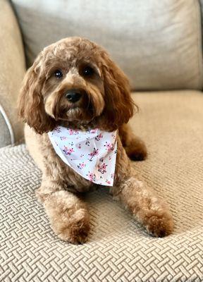 Cavapoo grooming