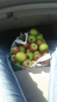 Our 1/2 bushel bag of apples