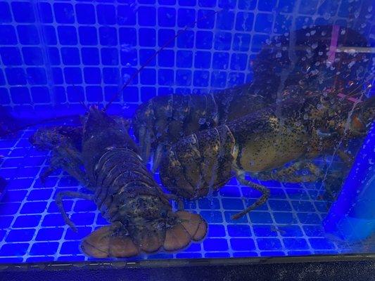 Live Maine lobsters