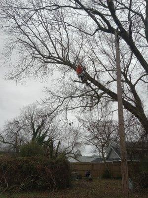 Cut 'Em Down Tree Service