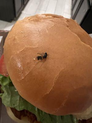 Fly stuck on bun. It must take a degree to identify a fly.  Spicy Deluxe Sandwich