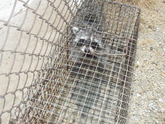 Raccoon Trapped and Removed