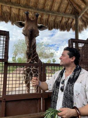 Giraffe feeding