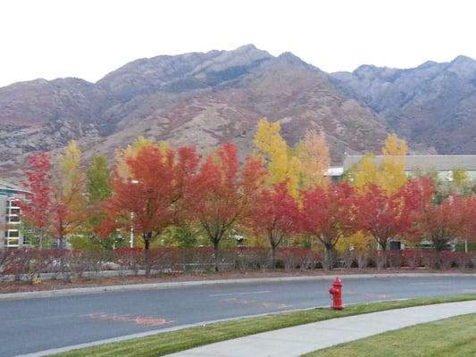 Spectacular Fall colors from the parking lot of the Regence Blue Cross Blue Shield offices