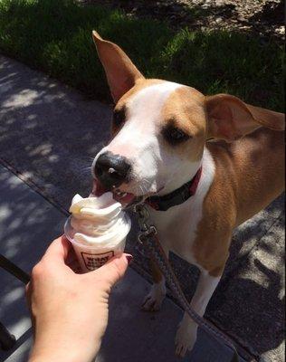 free whipped cream treat for the pups,.