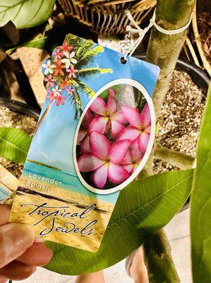 Plumeria plants available in the summer!