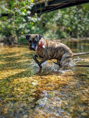 Splish Splash! So many activities in the creek.