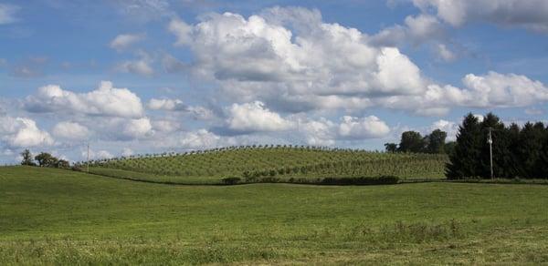 View of orchard hill from afar