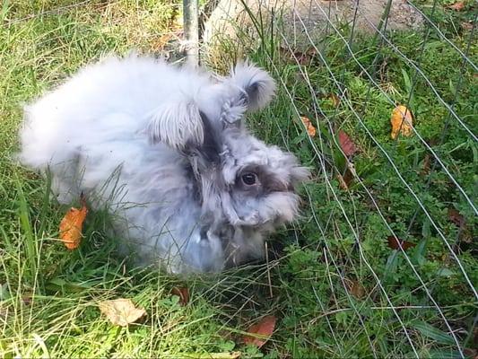 Big Angora bunny