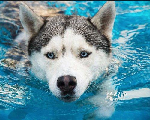 Canine Hydrotherapy and Dog Swimming Lessons!