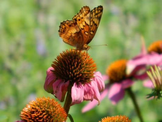 butterflies love echinacea