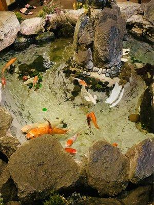 Koy Fish Pond