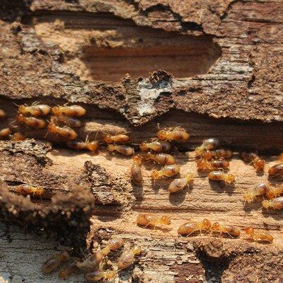 Termites gnawing on decaying wood