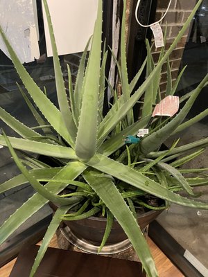 Giant Aloe plant inside front door