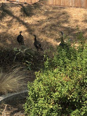 Quail running all around property.