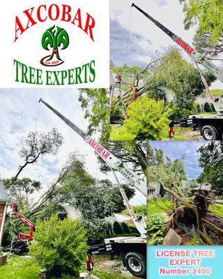 Axcobar Tree Experts