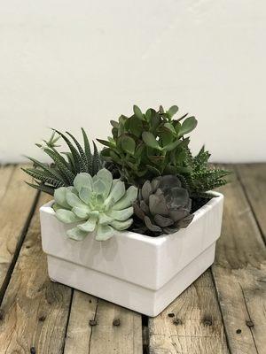 succulent garden available for local delivery