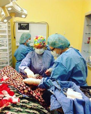 Dr.Renee and Dr.Koppa preform a TPLO surgery!