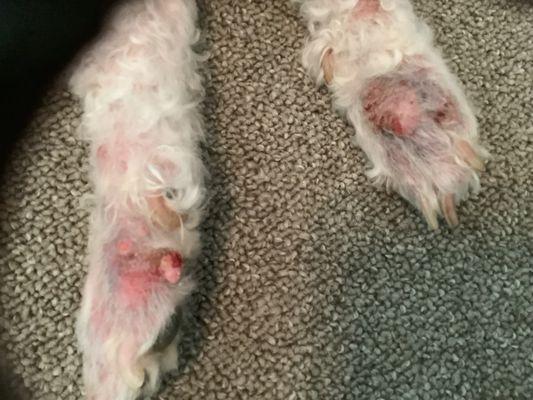 petsense in taylor, texas cut the skin of our dog on bothe back feet.  so far they have said nothing and no return call