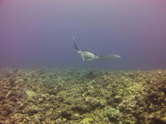 And another sweet manta shot