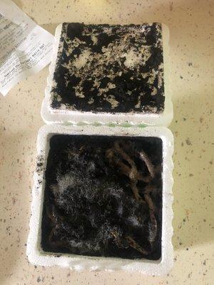 A box of moldy worms