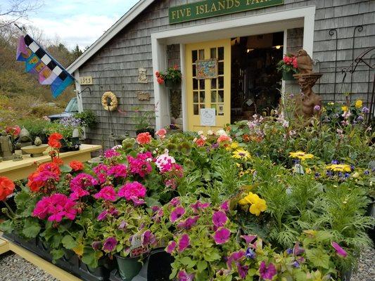 Spring flowers available at Five Islands Farm.